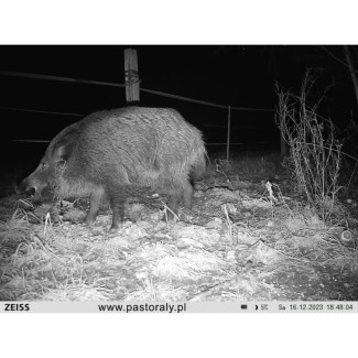 Fotopułapka Zeiss Secacam 3 NOWOŚĆ 2025
