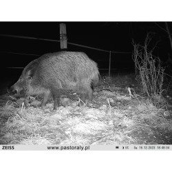 Fotopułapka Zeiss Secacam 3 NOWOŚĆ 2025