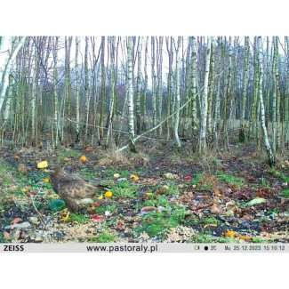 Fotopułapka Zeiss Secacam 3 NOWOŚĆ 2025