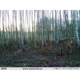 Fotopułapka Zeiss Secacam 3 NOWOŚĆ 2025